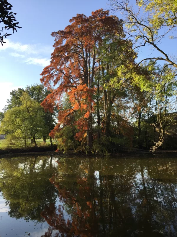 en cliquant... la manifique nature du château